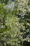 Black locust